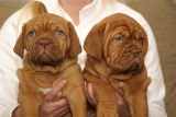 puppies monique de haas 4 dec.2007 041